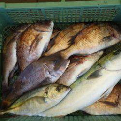 淡路じゃのひれフィッシングパーク 釣果