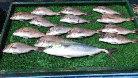 淡路じゃのひれフィッシングパーク 釣果