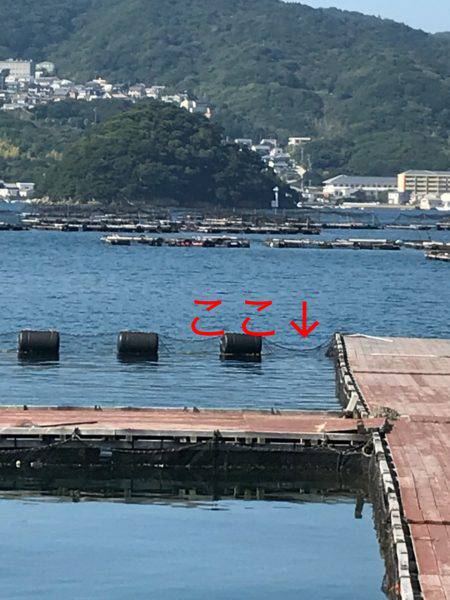 淡路じゃのひれフィッシングパーク 釣果