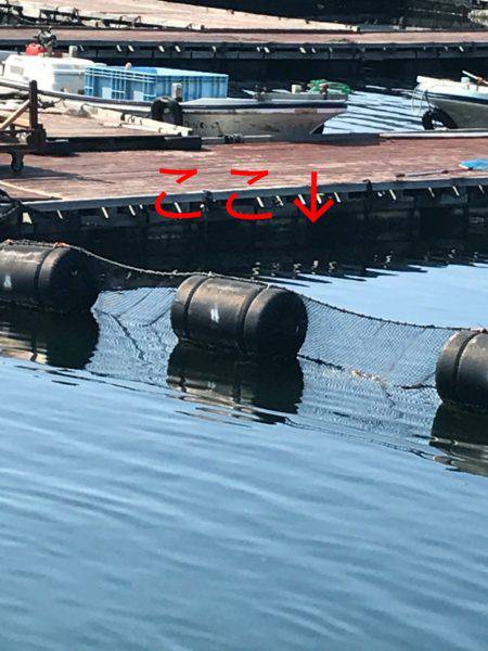 淡路じゃのひれフィッシングパーク 釣果