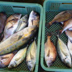 淡路じゃのひれフィッシングパーク 釣果