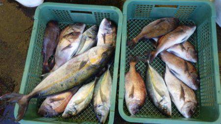 淡路じゃのひれフィッシングパーク 釣果