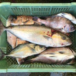 淡路じゃのひれフィッシングパーク 釣果