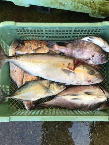 淡路じゃのひれフィッシングパーク 釣果