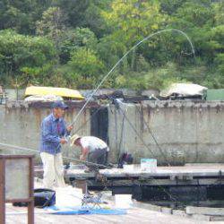 淡路じゃのひれフィッシングパーク 釣果