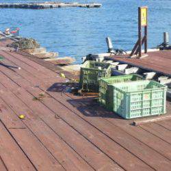 淡路じゃのひれフィッシングパーク 釣果