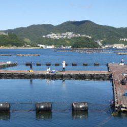 淡路じゃのひれフィッシングパーク 釣果