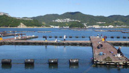 淡路じゃのひれフィッシングパーク 釣果
