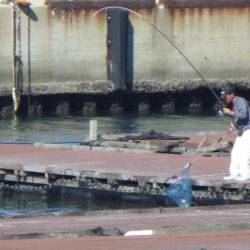 淡路じゃのひれフィッシングパーク 釣果