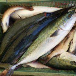 淡路じゃのひれフィッシングパーク 釣果