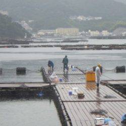 淡路じゃのひれフィッシングパーク 釣果