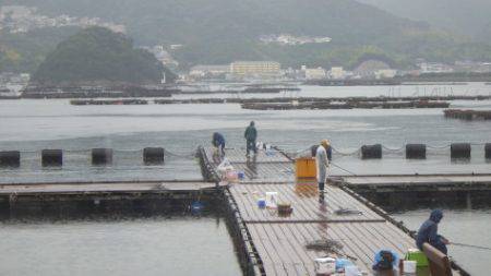 淡路じゃのひれフィッシングパーク 釣果