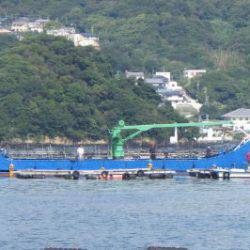 淡路じゃのひれフィッシングパーク 釣果