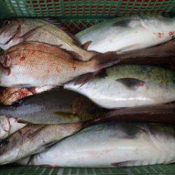 淡路じゃのひれフィッシングパーク 釣果