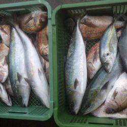 淡路じゃのひれフィッシングパーク 釣果