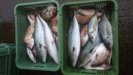 淡路じゃのひれフィッシングパーク 釣果