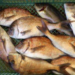 淡路じゃのひれフィッシングパーク 釣果