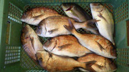 淡路じゃのひれフィッシングパーク 釣果