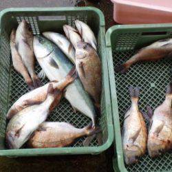 淡路じゃのひれフィッシングパーク 釣果