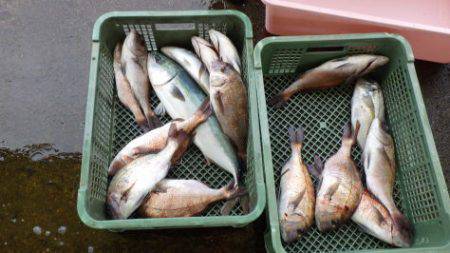 淡路じゃのひれフィッシングパーク 釣果