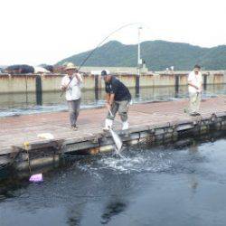 淡路じゃのひれフィッシングパーク 釣果