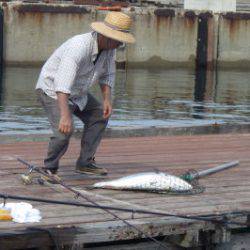 淡路じゃのひれフィッシングパーク 釣果