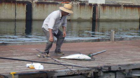 淡路じゃのひれフィッシングパーク 釣果