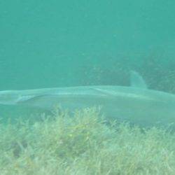 淡路じゃのひれフィッシングパーク 釣果