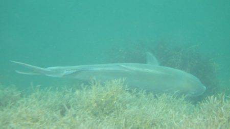 淡路じゃのひれフィッシングパーク 釣果