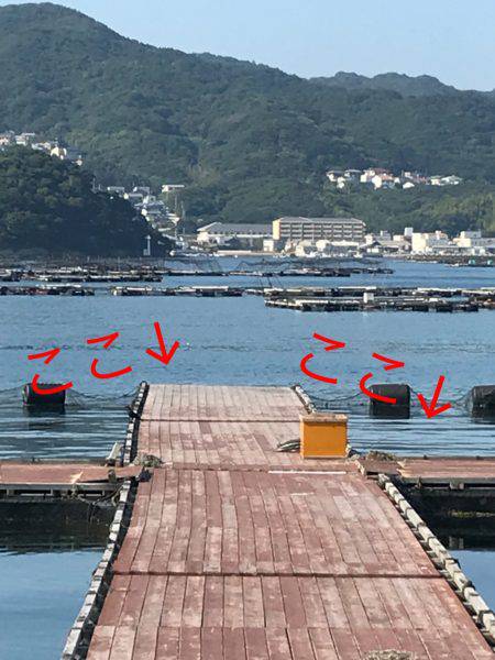 淡路じゃのひれフィッシングパーク 釣果