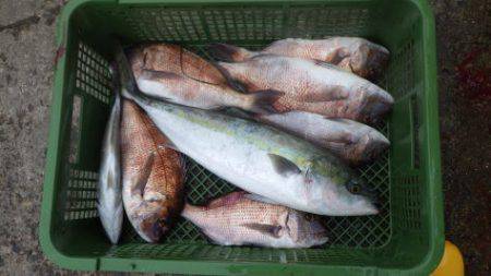 淡路じゃのひれフィッシングパーク 釣果