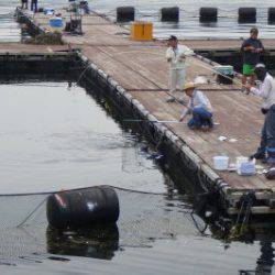 淡路じゃのひれフィッシングパーク 釣果