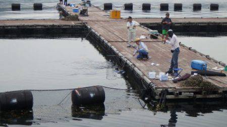 淡路じゃのひれフィッシングパーク 釣果