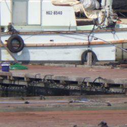 淡路じゃのひれフィッシングパーク 釣果