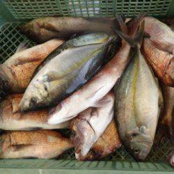 淡路じゃのひれフィッシングパーク 釣果