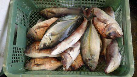 淡路じゃのひれフィッシングパーク 釣果