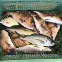 淡路じゃのひれフィッシングパーク 釣果