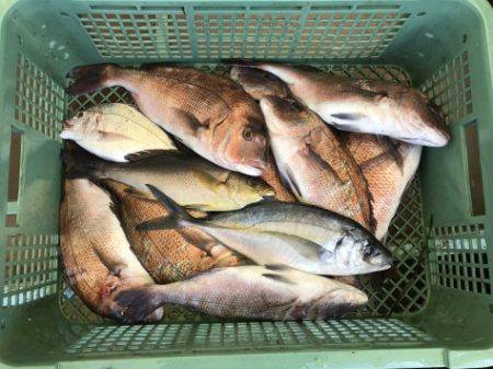 淡路じゃのひれフィッシングパーク 釣果