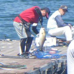 淡路じゃのひれフィッシングパーク 釣果