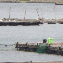 淡路じゃのひれフィッシングパーク 釣果