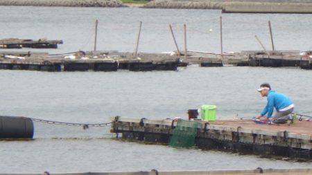 淡路じゃのひれフィッシングパーク 釣果