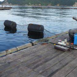 淡路じゃのひれフィッシングパーク 釣果