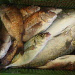 淡路じゃのひれフィッシングパーク 釣果