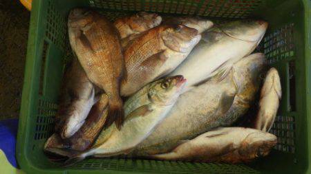 淡路じゃのひれフィッシングパーク 釣果