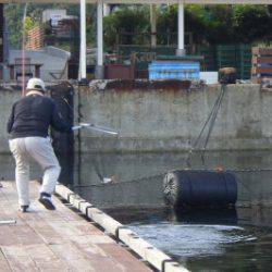 淡路じゃのひれフィッシングパーク 釣果