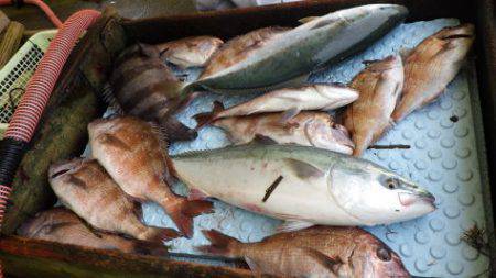 淡路じゃのひれフィッシングパーク 釣果