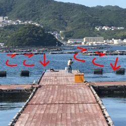 淡路じゃのひれフィッシングパーク 釣果