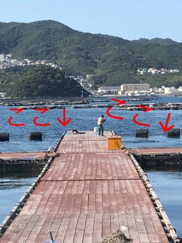 淡路じゃのひれフィッシングパーク 釣果