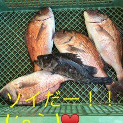 淡路じゃのひれフィッシングパーク 釣果