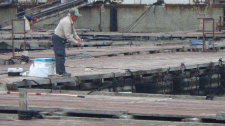 淡路じゃのひれフィッシングパーク 釣果